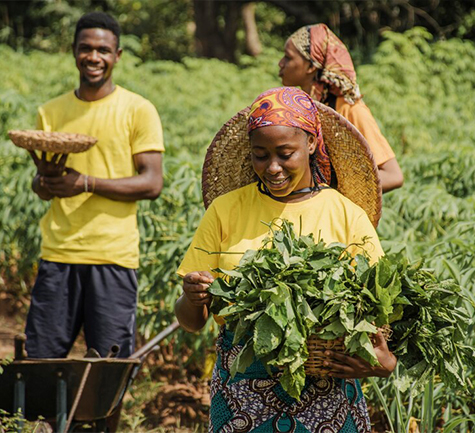 Welcome to Ansah Hearts Farms