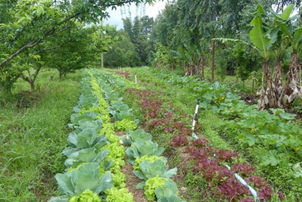 Organic Roots Farming