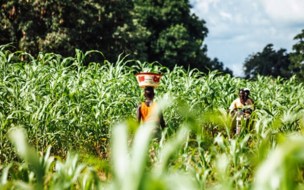 AgriGrowth Crop Development Project