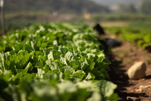 Organic Roots Farming